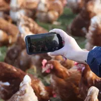 Une troisième vidéo, sur la santé des poules, sera diffusée  sur la chaîne YouTube Plein les Y’œufs. © V. Bargain