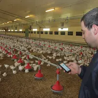 Un éleveur évalue le bien-être de ses poulets avec l’appli EbeneParmi les engagements pris, la lumière naturelle pour 50 % des volumes et 100 % des él