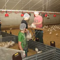 Le chantier de vaccination est organisé en trois équipes. © A. Puybasset