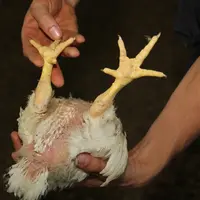 Pour l'éleveur, la qualité des coussinets plantaires des poulets passe par une bonne gestion de la litière. © A. Puybasset