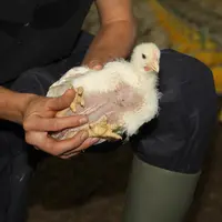 Pour l'éleveur, la qualité des coussinets plantaires des poulets passe par une bonne gestion de la litière. © A. Puybasset