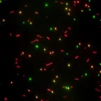 Les spores de Bacillus Subtilis modifiées sont en vert tandis que les formes cellullaires actives dans l'intestin des poulets sont en rouge. © Adisseo