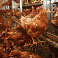 Poulette non épointée en volière : il est important que les poulettes puissent appréhender au mieux leur environnement dès le jeune âge. © P. Le Douar