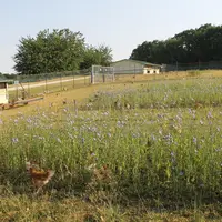 En plein mois de juin, les poulets exploraient largement les parcours enrichis en proteines qu'ils ont abondamment consommé (de l'ordre de 9 % de la M