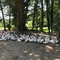 Le parcours sous les arbres est très apprécié pendant les périodes de chaleur, les canards y cherchant de l'ombre. © Gaec de la Chapelle
