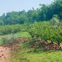 Dans cette région chaude, les fruitiers situés non loin des trappes attirent les  poulets qui viennent chercher de l'ombre. © L. Vuillen