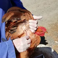 D'ordinaire réalisée en élevage (et pas à l'abattoir), la sérologie permet de suivre les traces du passage d'un virus dans un lot. © Synalaf