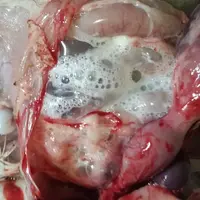 La maladie liée à l’ORT peut s’exprimer sous une forme respiratoire, sans toux ni mortalité, mais avec comme seule lésion une aérosacculite mousseuse.