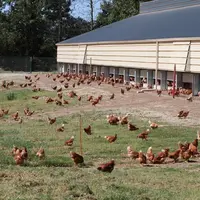 La coopérative Le Gouessant veut un parc poulette certifié bio avec un parcours, en utilisant le moins possible le système dérogatoire. © P. Le Douari