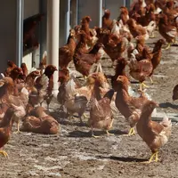 Poulettes bio de 16 semaines élevées selon les règles du futur règlement européen. © P. Le Douarin