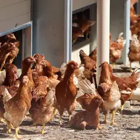 Pendant la période dérogatoire du nouveau règlement bio, le parcours pourra faire au minimum 1 mètre de large, à condition que le bâtiment ait été cer