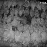 L'étude du comportement des poules filmées par caméra infrarouge durant la nuit facilitera le suivi des populations de pou rouge durant les essais. ©