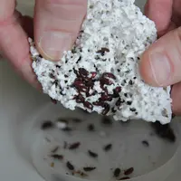 Les ténébrions ont été comparés à deux populations témoins a priori sensibles car n’ayant jamais été exposées à des insecticides. © P. Le Douarin