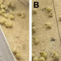 À gauche, le caillebotis disposé sous les pipettes et les mangeoire et muni d'une rampe d'accès. A droite, le dispositif témoin. © Poultry Science