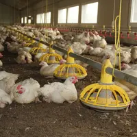 Pour chercher de la marge et obtenir la prime qualité sur les coussinets plantaires, les éleveurs de poulet lourd augmentent leurs dépenses de gaz et