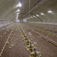 La dernière génération de tunnels Duc est construite en ventilation dynamique pour produire du poulet Ross 308. © P. Le Douarin
