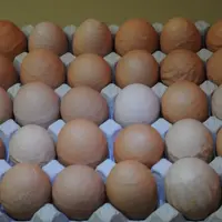 En production d'oeufs, la bronchite infectieuse se manifeste par une chute de ponte et par des coquilles déformées  © Jocelyn Marguerie
