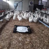 Imaginé par un éleveur de poules reproductrices, le robot Spoutnic a été conçu initialement pour limiter la ponte au sol. © Tibot Technologie