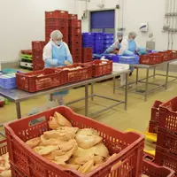 Le poids du foie en fin de gavage peut être prédit par la concentration sanguine de la protéine chémérine, mesurée avant gavage. © P. Le Douarin