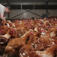 L’Anvol rappelle que le bien-être et la santé de leurs volailles sont la première préoccupation des éleveurs. © P. Le Douarin