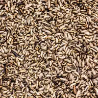 Pour le moment, seule l'huile d'insecte est autorisée pour les volailles. © Innovafeed