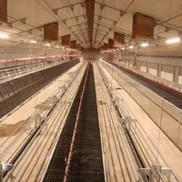 Vue de la poussinière de poulettes bio de 13, 5 m de large. Pour respecter la réglementation bio, il a fallu placer 8 rangées de supports © P. Le Doua