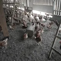 Les balles de luzernes, multi-espèces, existent en version de 10 ou 20 kg.  © Tecnofirm