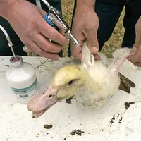 Le 24 février 2006, après approbation de la Commission européenne, la France avait rendu obligatoire la vaccination H5N2 des canards non confinables d