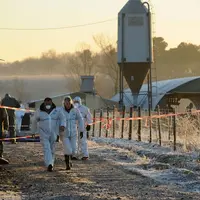Opération d'euthanasie de 8000 canards dans un élevage du secteur de St-Agnet dans les Landes © Maxppp - Nicolas Le Lievre © MAX PPP
