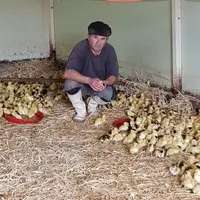 Producteur indépendant autarcique, Vincent Laborde est attaché à l’élevage en liberté toute l’année, mais conscient qu’il devra faire des concessions.