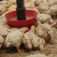 Si la flambée des cours des matières premières tarde à être répercutée, l'équilibre économique de la filière amont est menacé. © P. Le Douarin