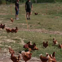 Avec le nouveau règlement d’exécution, le « compartiment » prend le pas sur le « bâtiment », car il faudra au maximum 10000 poulettes et 3000 poules l