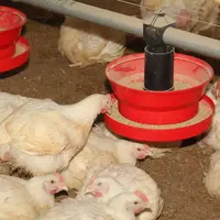L'aliment représente plus des deux tiers des impacts  de la production de poulet vif sur le changement climatique. © A. Puybasset