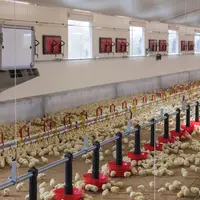 En poulet du quotidien, le système Lead Exp'air simplifie le travail durant la première quinzaine d'élevage en gérant simultanément le chauffage et la