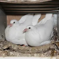 Avec la fermeture des restaurants, la filière pigeonneau a perdu 80% de ses débouchés, mais les pigeons ont continué à pondre et à manger. © P. Le Dou