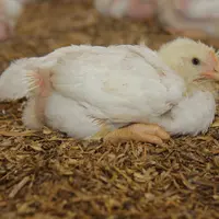 Mi 2020, les mises en place hebdomadaires de poulets standard ont tutoyé les huit millions et celles de poulets à croissance différenciée 4 millions ©