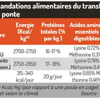 L'aliment de préponte est enrichi en énergie pour permettre de terminer la croissance, tandis que celui de montée en ponte est aussi musclé en protéii