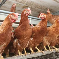 Éduquer les poules à fréquenter tout l'espace fait partir des trois objectifs du début de ponte (manger et vider la mangeoire, occuper les nids). © P.