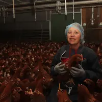 Nathalie Mordelet avec ses poulettes pendant leur enlèvement : « Il faut être ferme avec les poules, sinon elles ont vite fait de gagner la partie à n