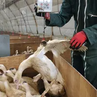 Le test de modulation de la croissance a été mené dans la ferme de recherche de la firme services MG2Mix © Orvia-MG2Mix