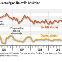 Evolution mensuelle du nombre de canards et poulets abattus  © Scees Nouvelle Aquitaine