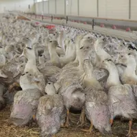 Les discussions sur la densité en élevage portent sur 5 canards par mètre carré de bâtiment quand l'IGP est à 7,5. © P. Le Douarin