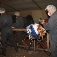 Concevoir des solutions vaccinales qui permettent de manipuler moins, de vacciner mieux, et de mieux protéger les volailles jusqu’à leur fin de ponte.