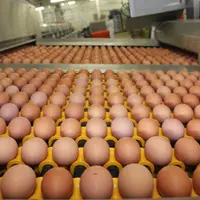 Surproduction en œuf alternatif, coûts de production qui explosent, prix qui baissent, flou sur la future répartition des codes... la filière est à la