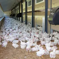 En poulet, le jardin d'hiver ajoute un coût et remet en cause le type de bâtiment et sa gestion (mettre des trappes, gestion de l'ambiance).