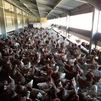 Eureden développe le concept de l'élevage au sol "Mieux-être animal" pour remplacer les cages qui disparaîtront en 2025.