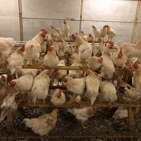 Toutes souches confondues, il y a eu très peu de mortalité. Ayant des comportements de souches ponte, les coqs sont actifs et se perchent facilement.