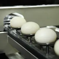 La pose des œufs à sexer sur six lignes d’empreintes mobiles est encore manuelle avec la version 2 préindustrielle.