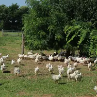 Elevé au minimum jusqu'à 56 jours, le poulet Plein Champ a accès au même parcours que le poulet label rouge de Loué..