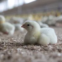 La colibacillose clinique résulte de la présence de souches virulentes associées à des conditions d'élevage à risque.